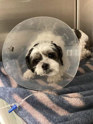 Tank is doing MUCH better thanks to the swift action of RRAEH :)