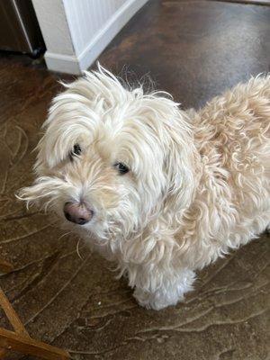 Moose aka Butter Bean before his grooming and after