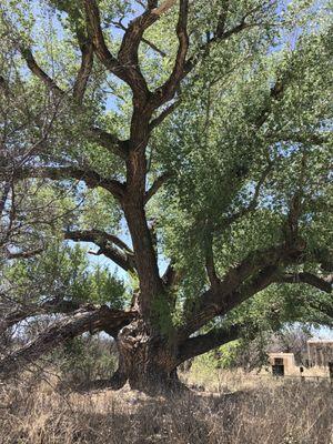 There are several huge cottonwood trees around the house.