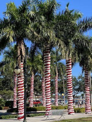 What a beautiful day for decking the trees! Peppermint palms! December 2025