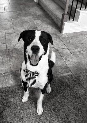 Woof Gang Bakery & Grooming Fairfield