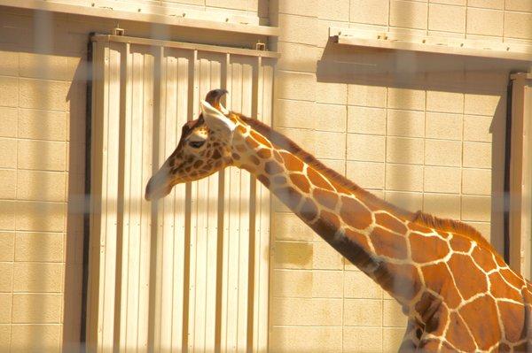 Giraffe being camera shy.