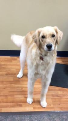 Lulu's Dog Pawlour