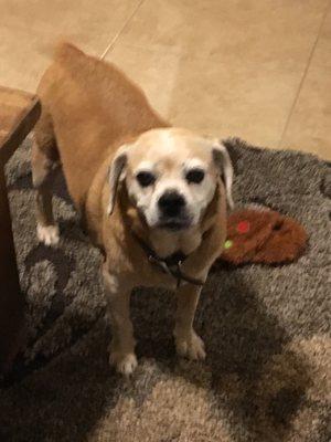 Silver Fox Concierge Services