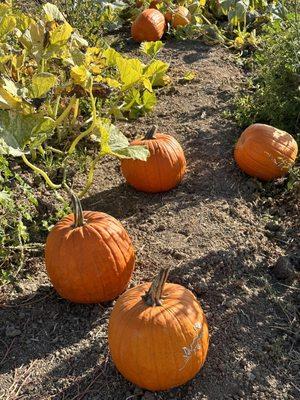 Santa Rosa Pumpkin Patch