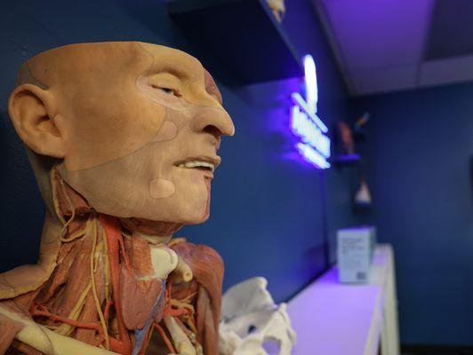 3D Printed Cadaver Model from Anatomy Warehouse