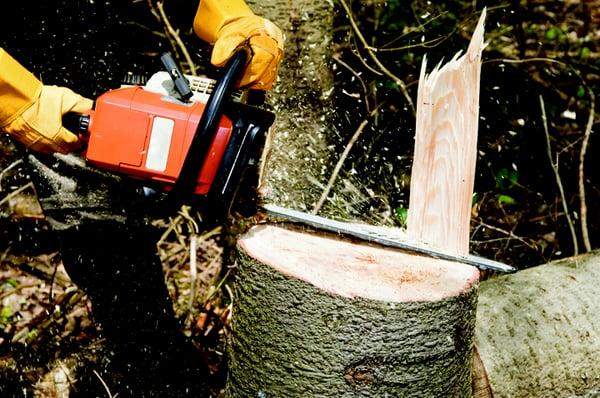 Sotelo's Tree Service