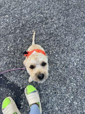 Fuzzies Pet Grooming