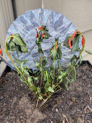 Horrible looking firecracker plant