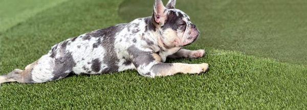 Zen Frenchie