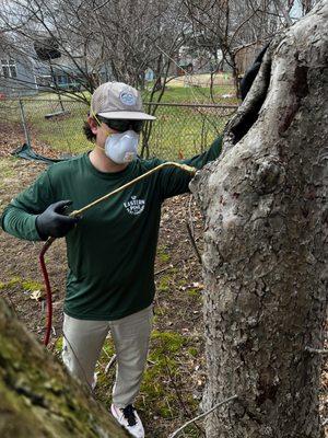 Eastern Pine Pest Control