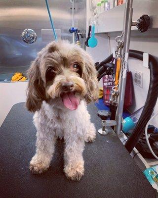 BeachTown Pets Mobile Spa