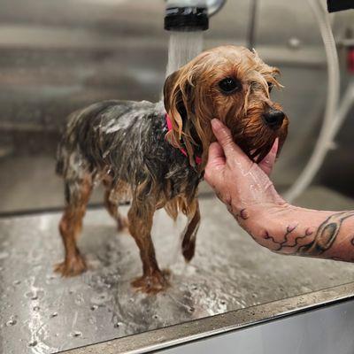 Puggin Fantastic Mobile Grooming