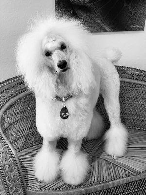 TLC Grooming By Candice