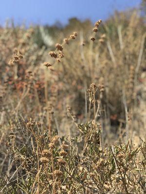 Mt Wilson Toll Road Trail