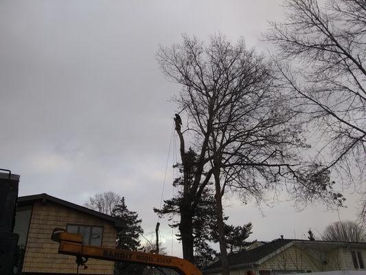 Long Island's Premier Tree Service