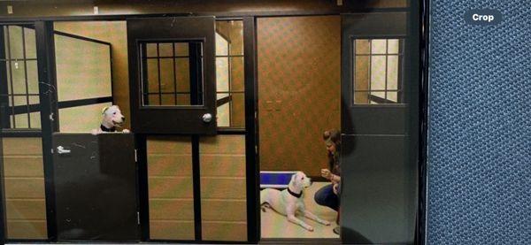 The Meadows Canine Camp