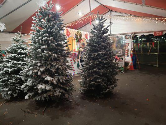 Lighly Flocked Noble Fir