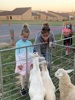 D & D Pony Rides/Petting Zoo