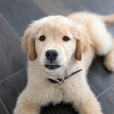 O Romeo, Romeo, wherefore art thou Romeo?