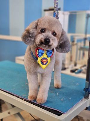 Full grooming services cut, bath and more