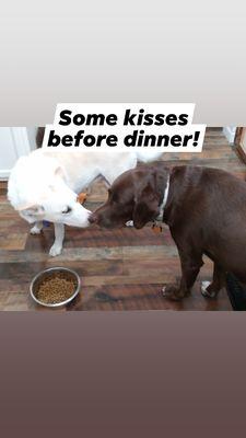 Durfee Dogs spa and Retreat