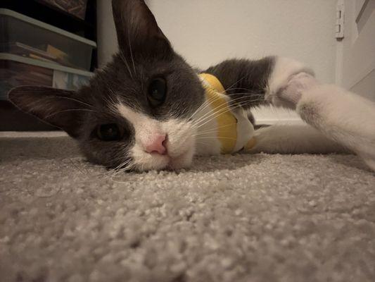 Lone Star Veterinary Hospital