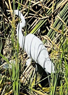 Wetlands Park Friends