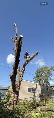 Low Cost Tree Services