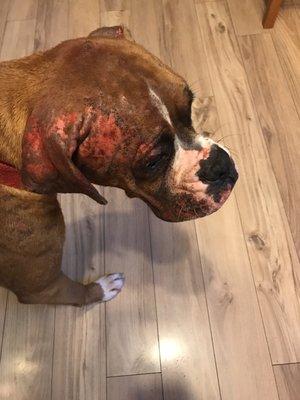 Country Squire Kennels & Feed