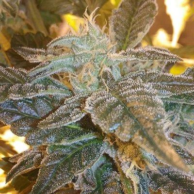 Cannabinoids and terpenes are the measure of success.