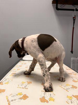 Prickly Pear Pet Vaccines