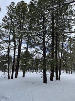 Arizona Nordic Village