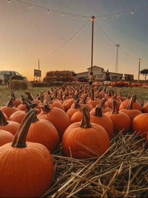 Pumpkin Patch