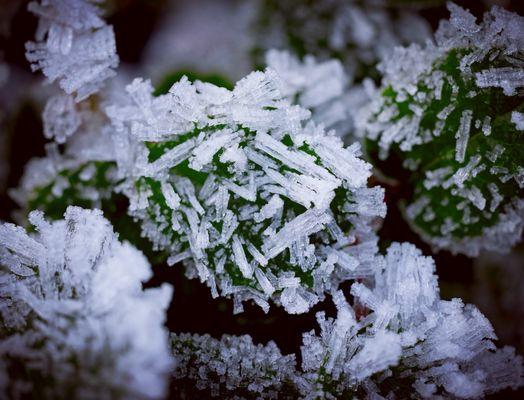 Rime ice along the trails! I love how sharply geometric is looks - reminds me of the Fortress of Solitude from Superman LOL! (Jan 2025)