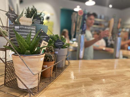 House plants for sale on the bar.