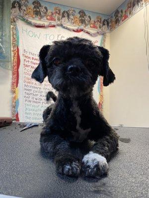 Jodi’s Pet Grooming