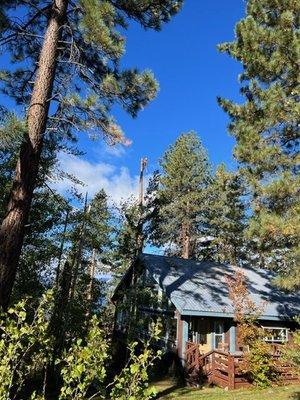 Great Basin Tree Care