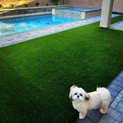 Purchase Green Artificial Grass