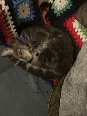 Animal Friends Humane Society