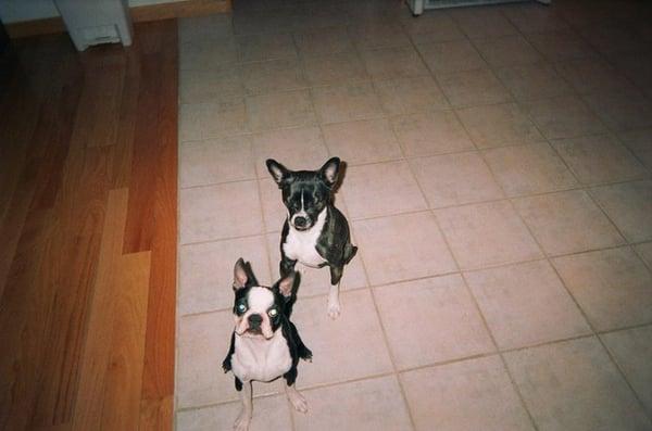 DogsBest Friends Pet Service Inc