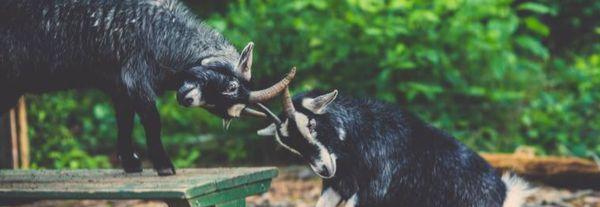 International Montessori School - Auburn