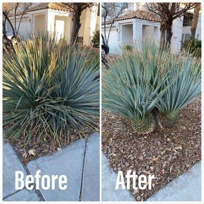 Plant Trim on a beautiful Sunday
