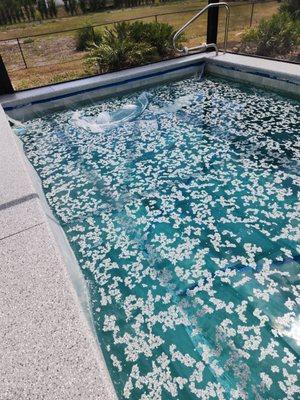 Pool with plastic on it. If the plastic had been properly removed, it would have not dropped all the concrete dust into the pool.