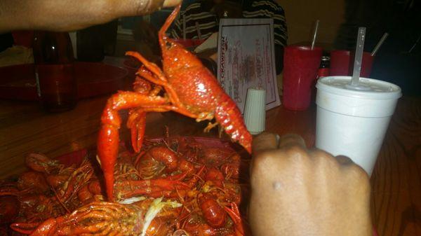 Large crawfish