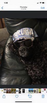 Bay Area Veterinary Housecalls