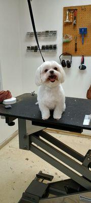 Quality Pet Services