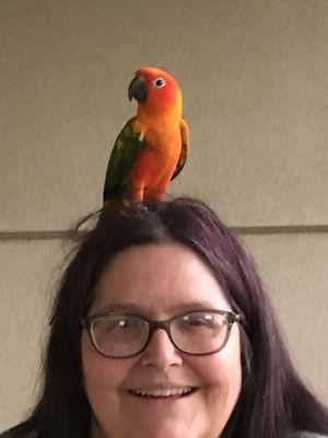 Ferdie in his younger days without green sherbet spots on his chest, red tipped wings and more embre head and neck.