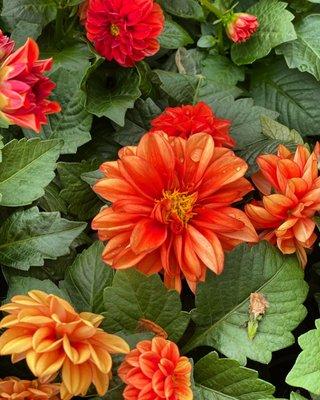 Northtown Garden Center