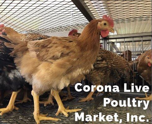 Corona Live Poultry Market